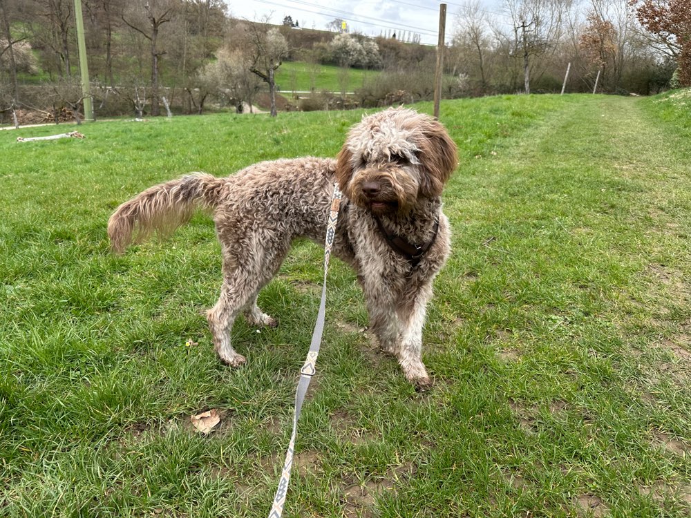 Hundetreffen-Hundekumpels in Denkendorf und Umgebung-Profilbild