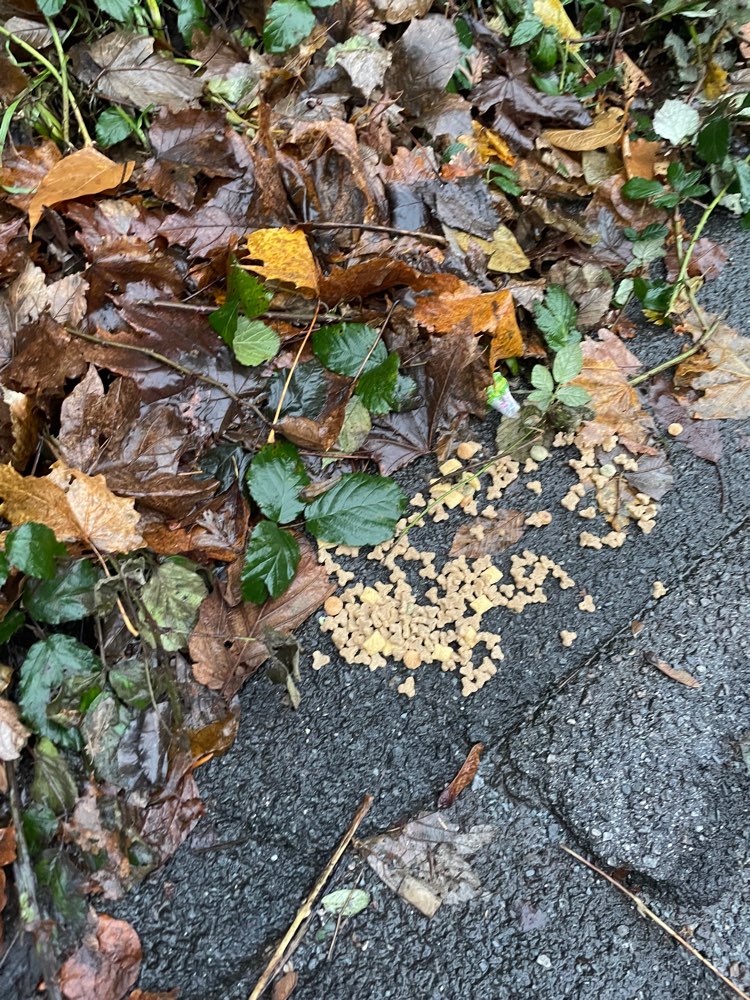 Giftköder-Futter /Leckerlis-Profilbild