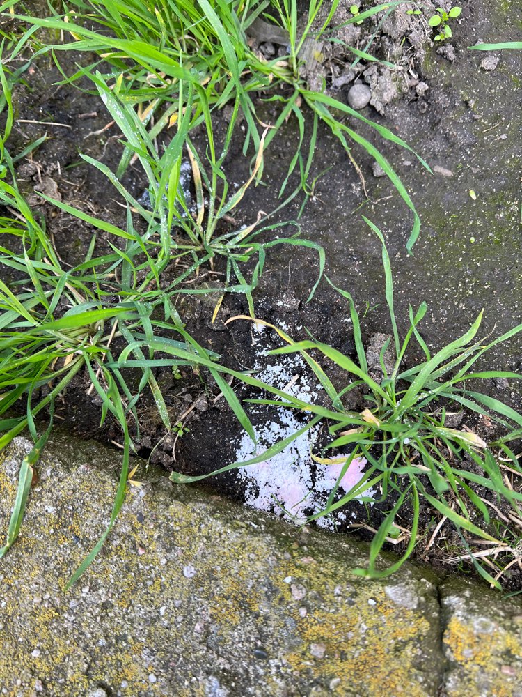 Giftköder-Vermutlich Gift-Profilbild