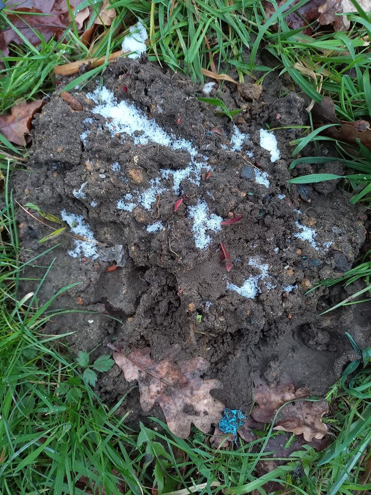 Giftköder-Giftköder und präparierte Maulwurfshügel-Profilbild