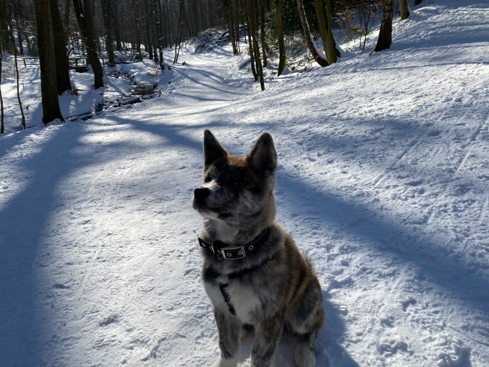 Hundetreffen-Welpentreffen-Profilbild