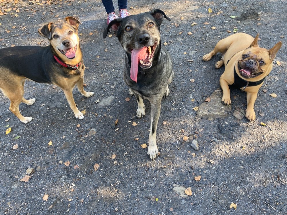 Hundetreffen-Gemeinsames Spielen & Spaziergänge-Profilbild