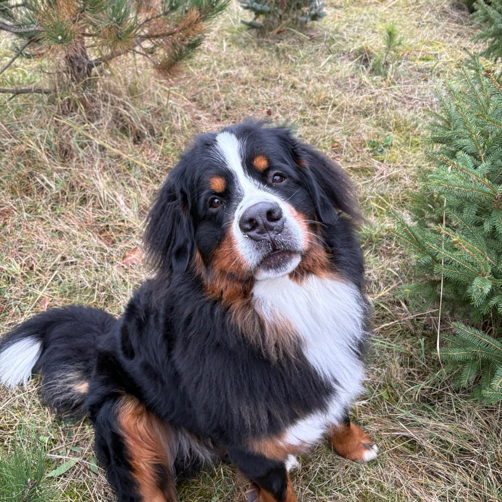 Hundetreffen-Spielen an der Pferdekoppel-Profilbild