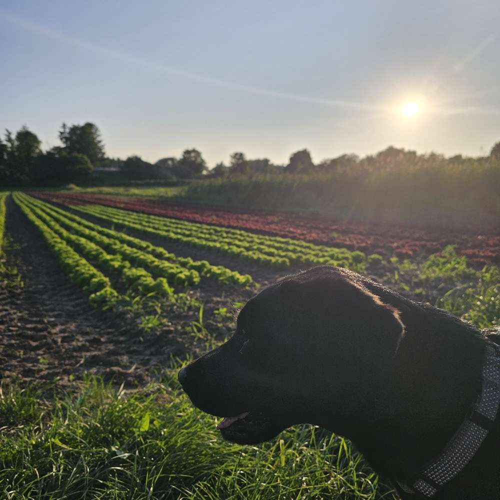 Hundetreffen-Spielkameraden gesucht-Profilbild