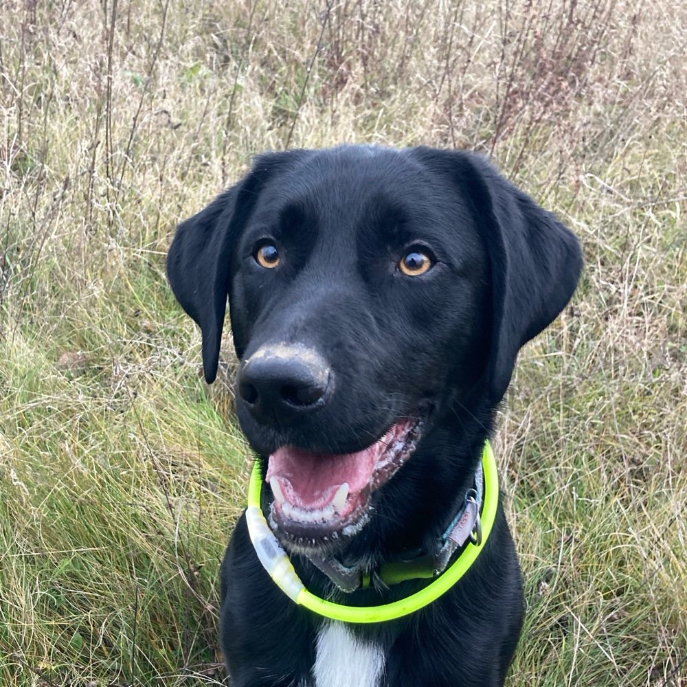Hundetreffen-Gassirunde / Social Walk-Profilbild