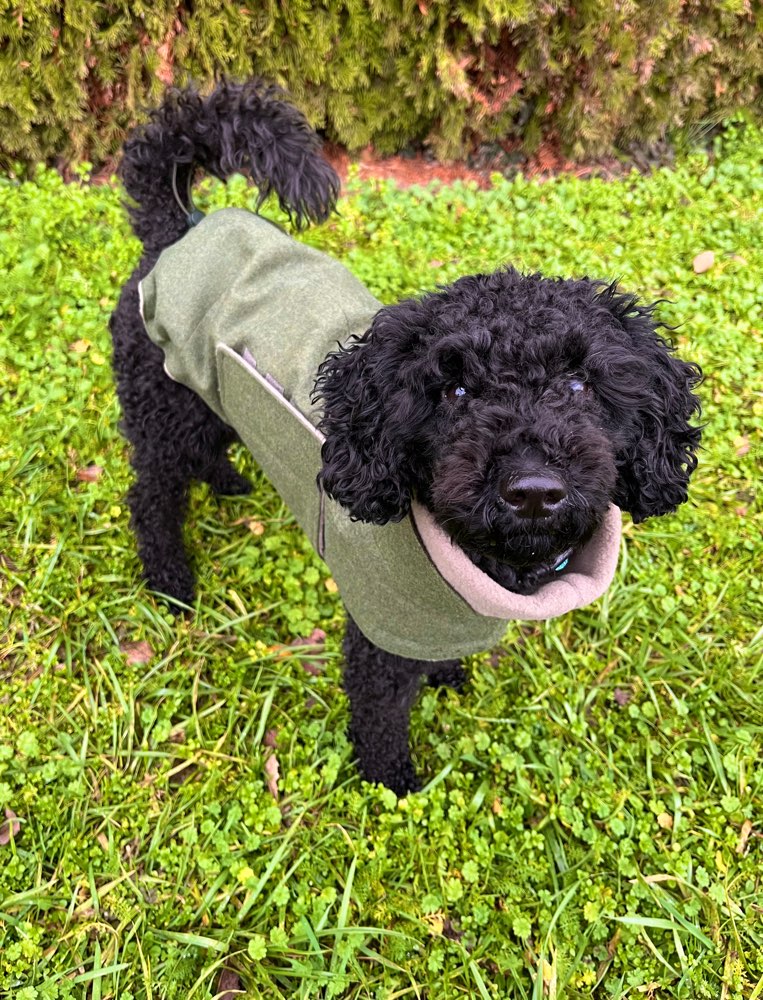 Hundetreffen-Gemeinsame Gassirunde-Profilbild