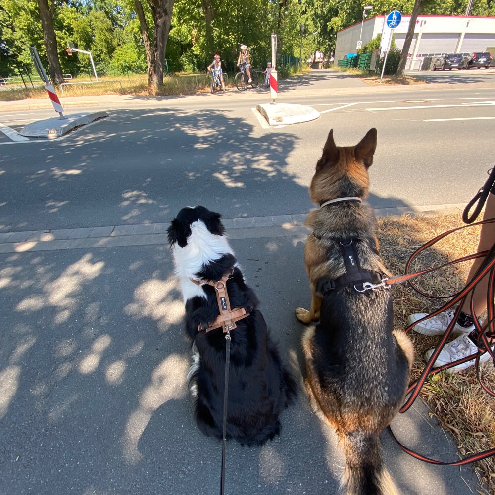 Hundetreffen-Sozial Walk-Profilbild