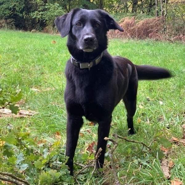 Hundetreffen-Hunderunde in Hamburg Nord-Profilbild