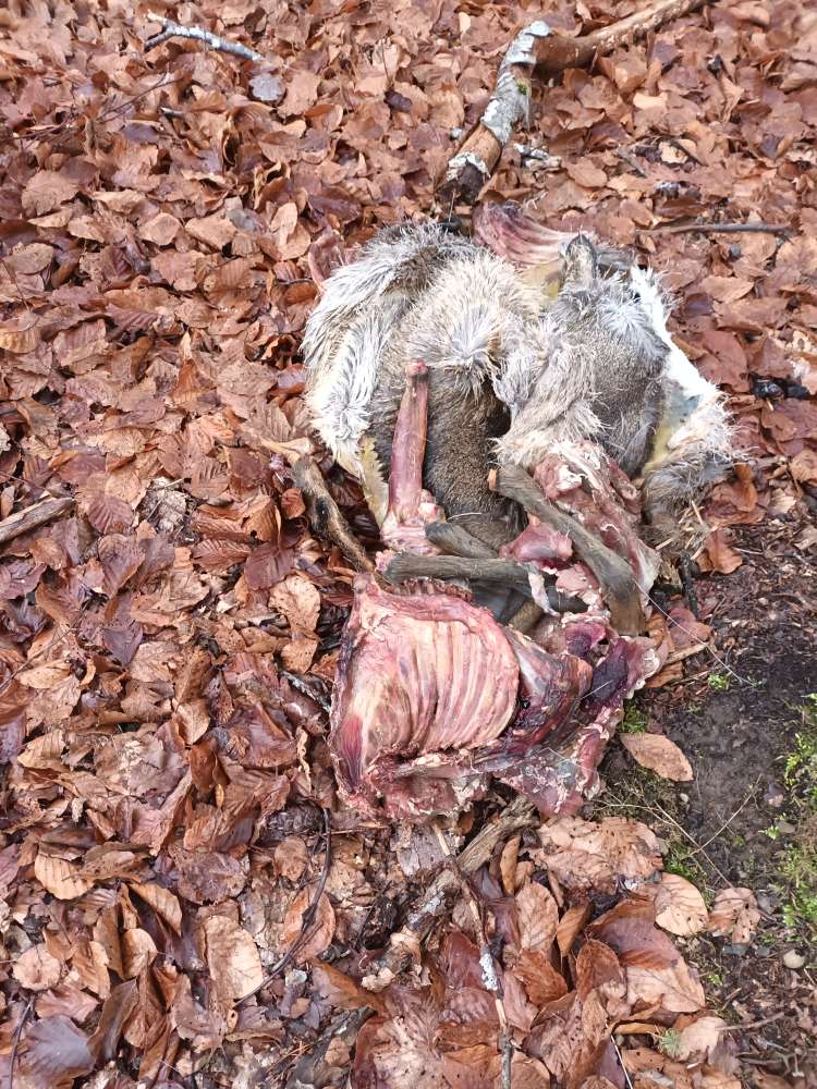 Giftköder-Toter Dachs-Profilbild