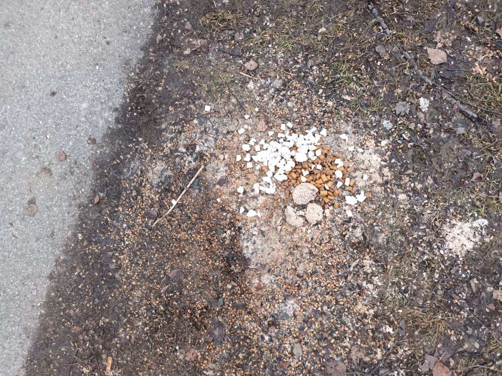 Giftköder-Möglicher Giftköder-Profilbild