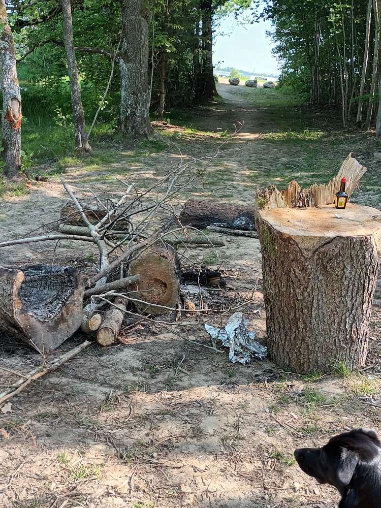 Giftköder-Tote Fische am Neuweiher-Profilbild