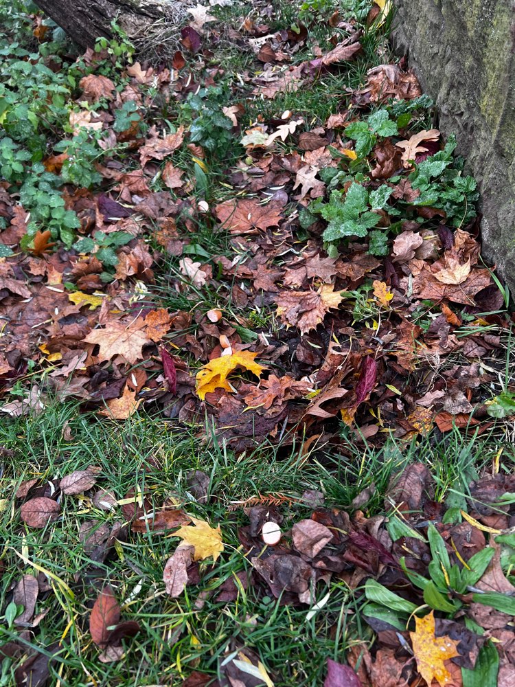 Giftköder-Eventuell Giftköder-Profilbild