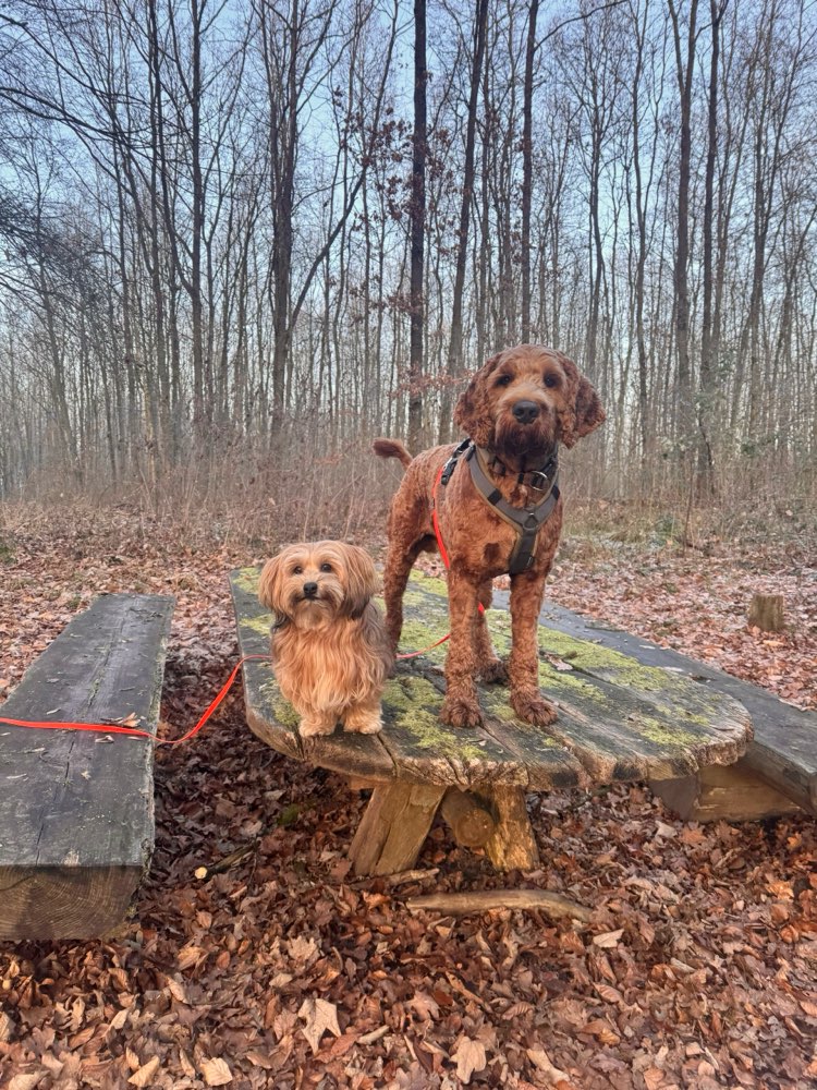 Hundetreffen-Spielen und Toben-Profilbild