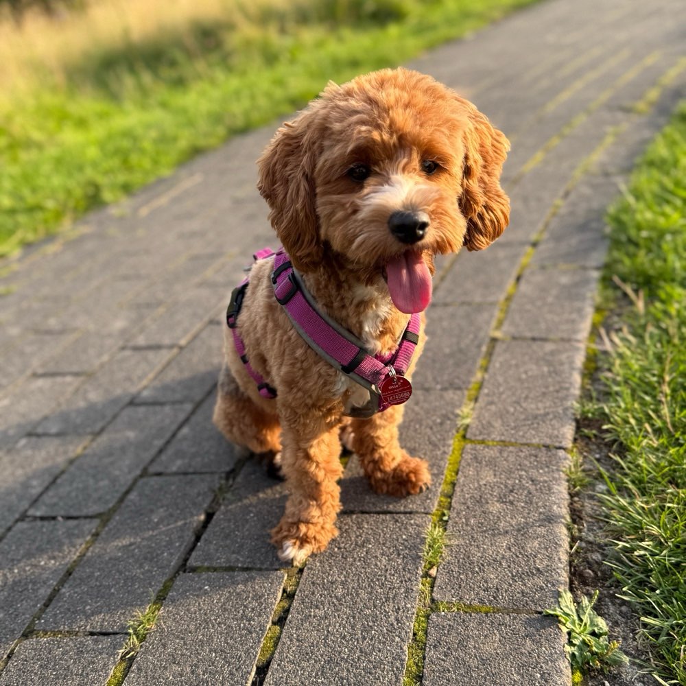 Hundetreffen-Gassirunde & Spielkameraden-Profilbild