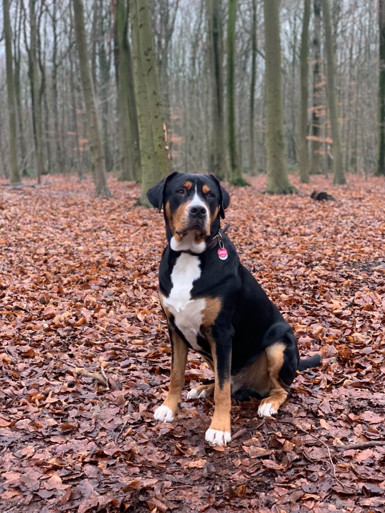 Hundetreffen-Spielerunde Sennenhunde-Profilbild