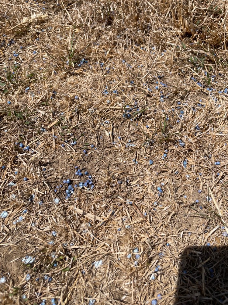 Giftköder-Blaukorn-Profilbild