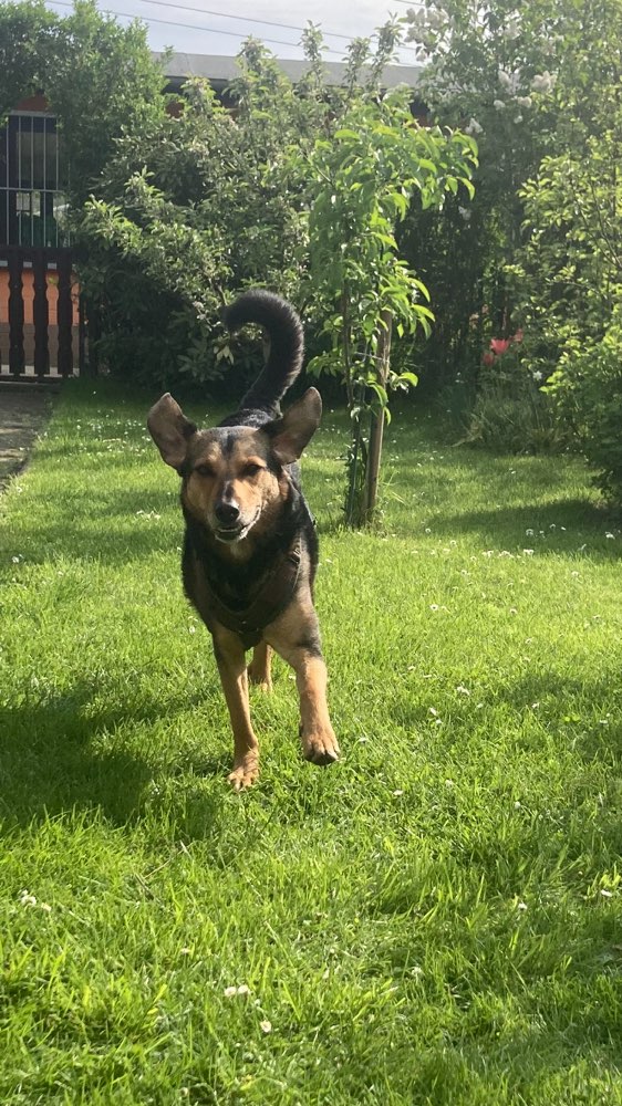 Hundetreffen-Spaziergänge-Profilbild