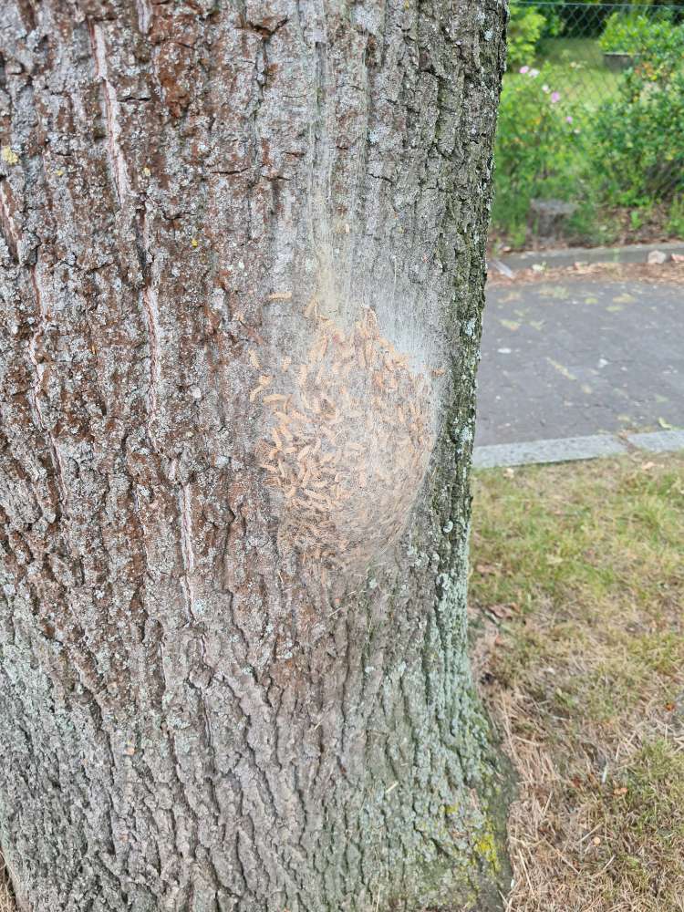 Giftköder-Eichenprozessionsspinner-Profilbild