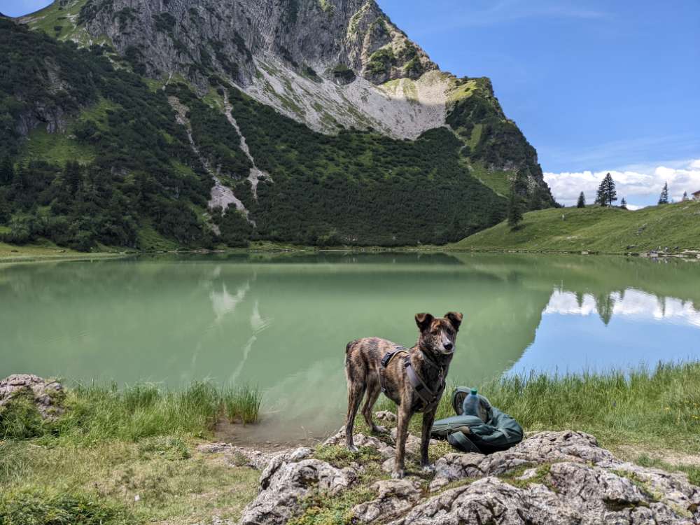 Hundetreffen-Gemeinsame Spaziergänge-Profilbild