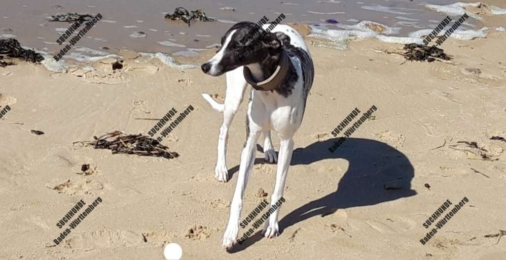 Suchmeldung-Greta-Profilbild