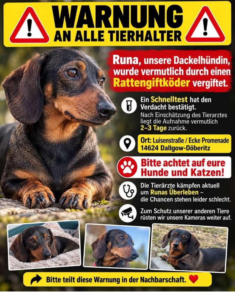 Giftköder-Rattengiftköder-Profilbild