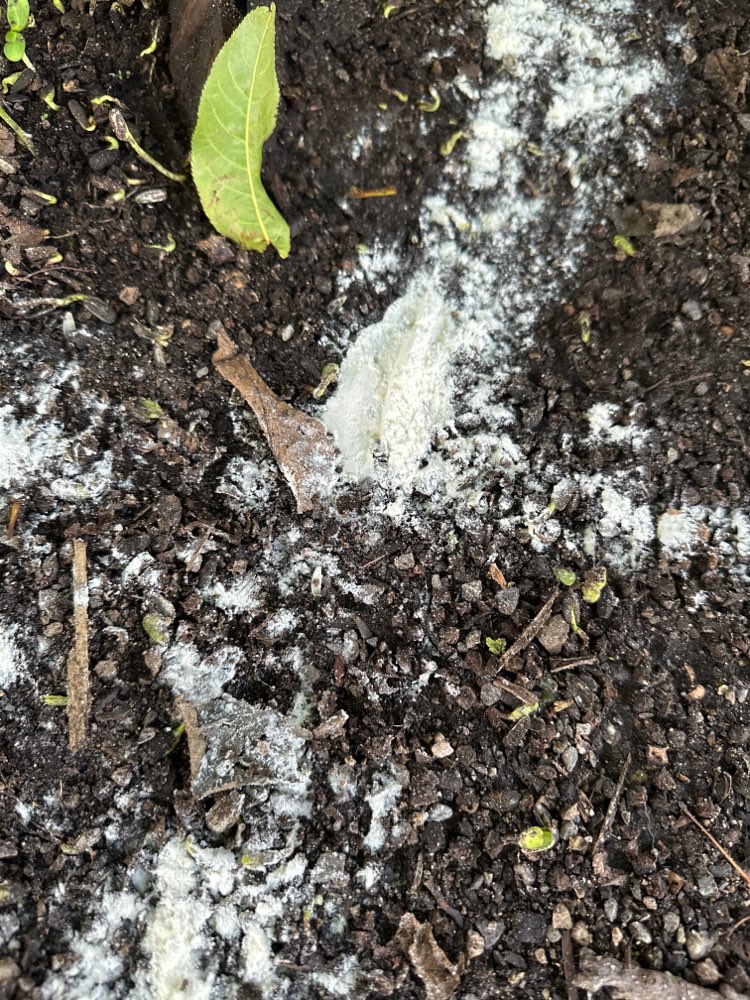 Giftköder-Weißes Pulver, Urspung unbekannt-Profilbild