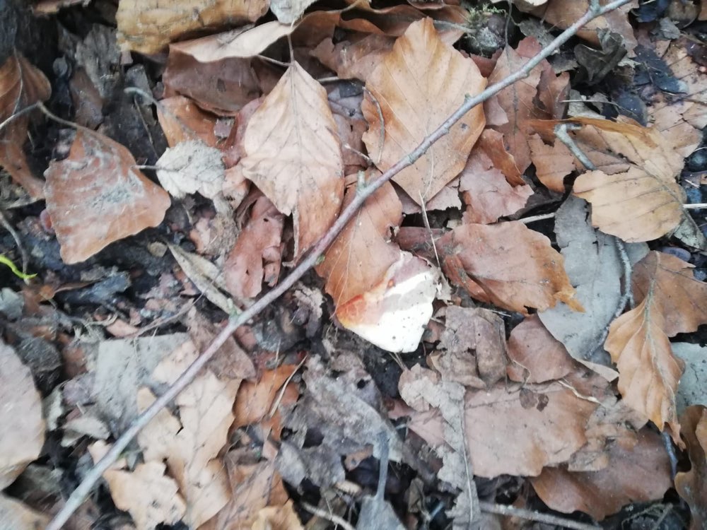 Giftköder-Giftköder-Profilbild