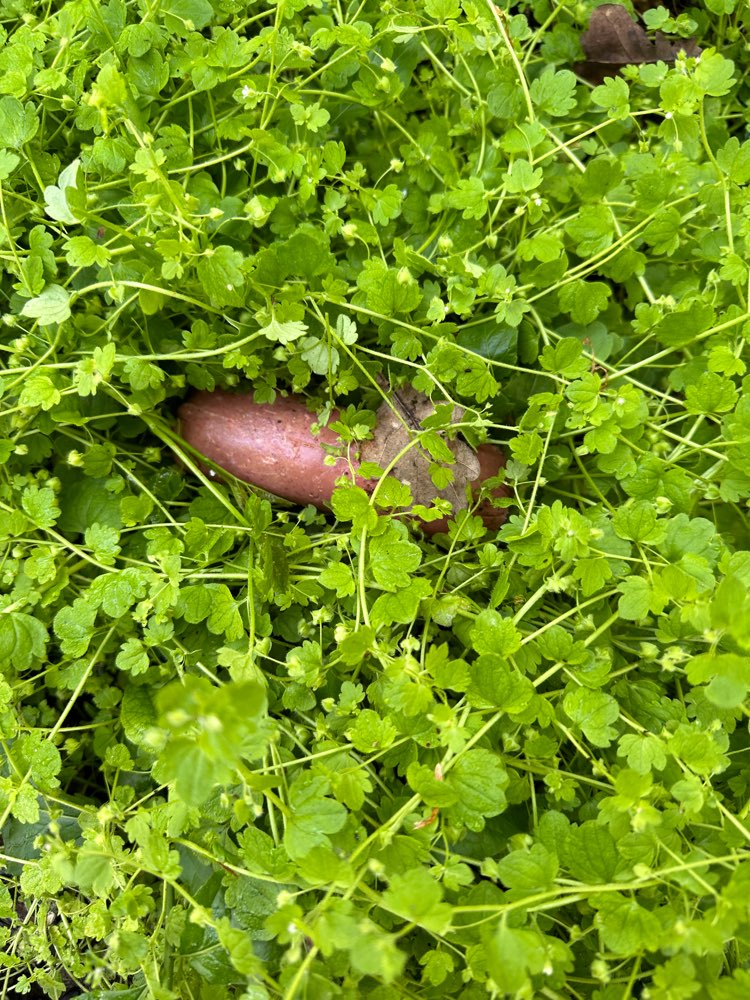 Giftköder-Möglicher Giftköder-Profilbild