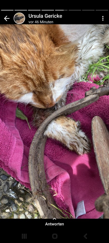 Giftköder-Schlagfalle-Profilbild