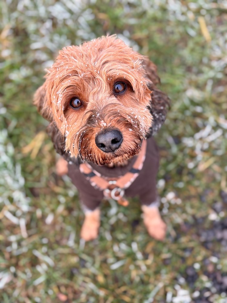 Hundetreffen-Spaziergang-Profilbild