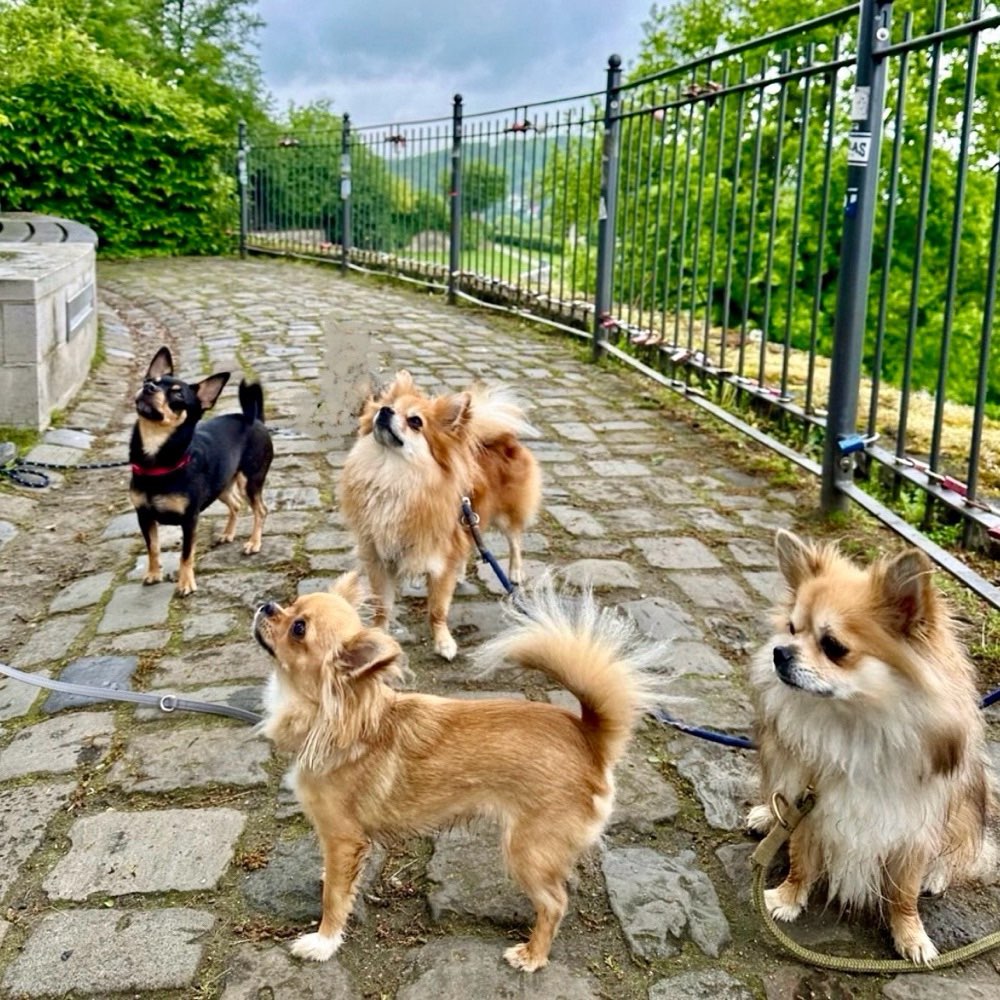 Hundetreffen-Pfotentreff für die Kleinen-Profilbild