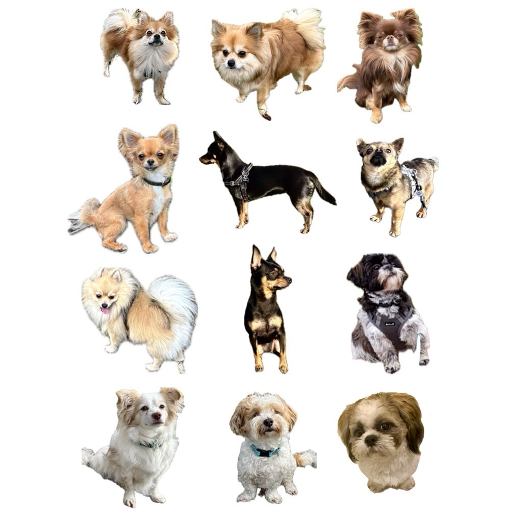 Hundetreffen-Pfotentreff-Profilbild