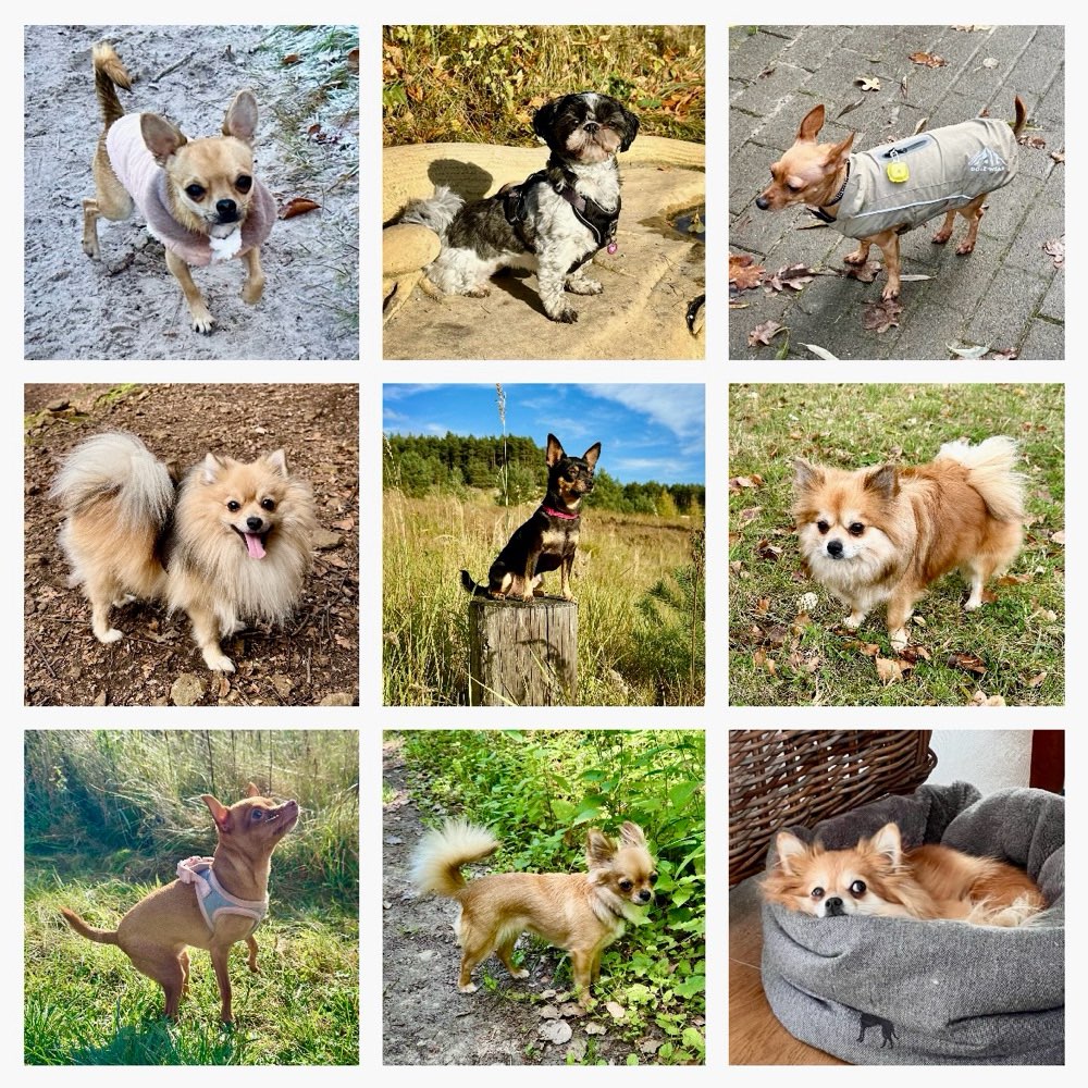 Hundetreffen-Pfotentreff-Profilbild