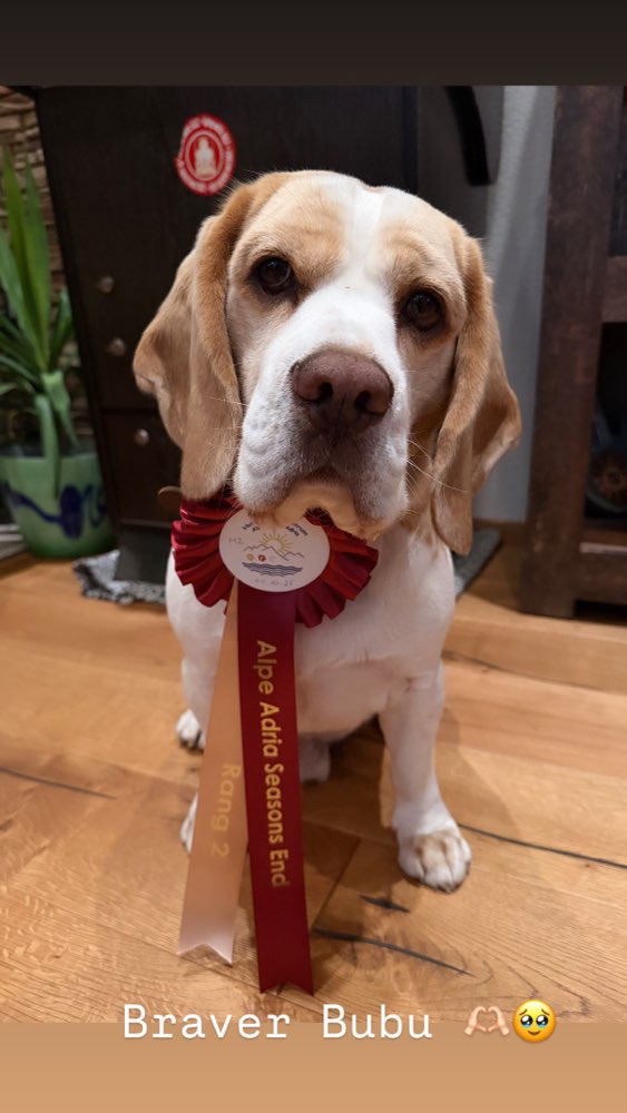 Hundetreffen-Gassipartner-Profilbild