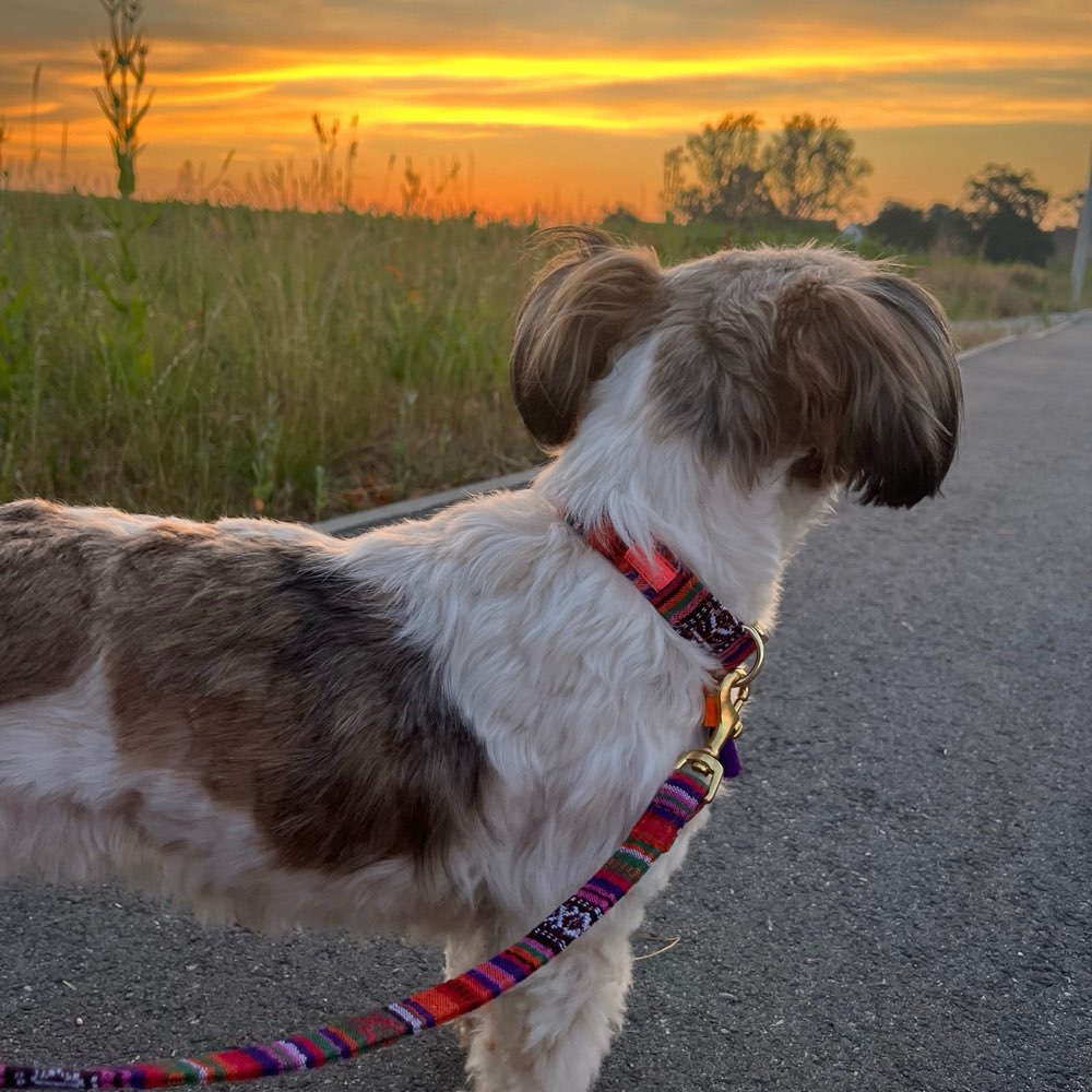 Hundetreffen-Hundefreunde Gassifreunde gesucht-Profilbild