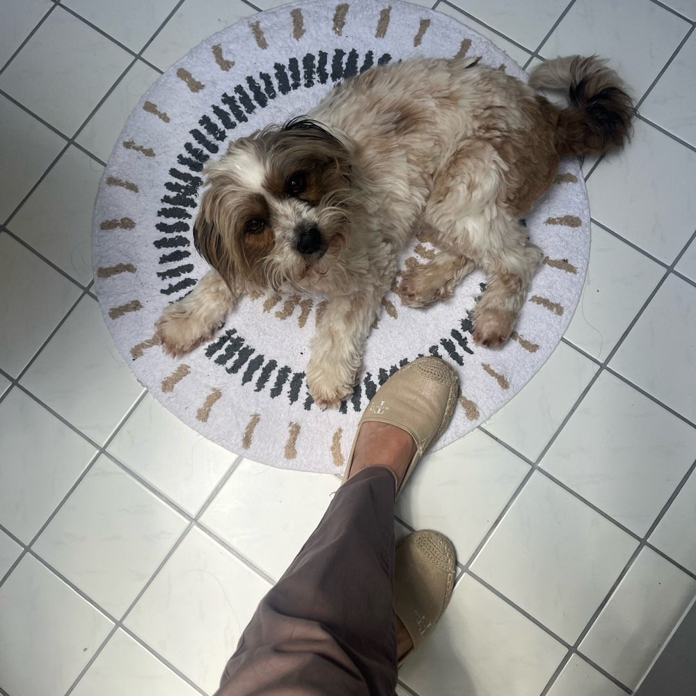 Hundetreffen-Hundefreunde Gassifreunde gesucht-Profilbild