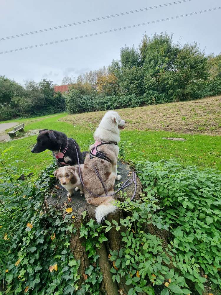 Hundetreffen-Welpentreffen-Profilbild