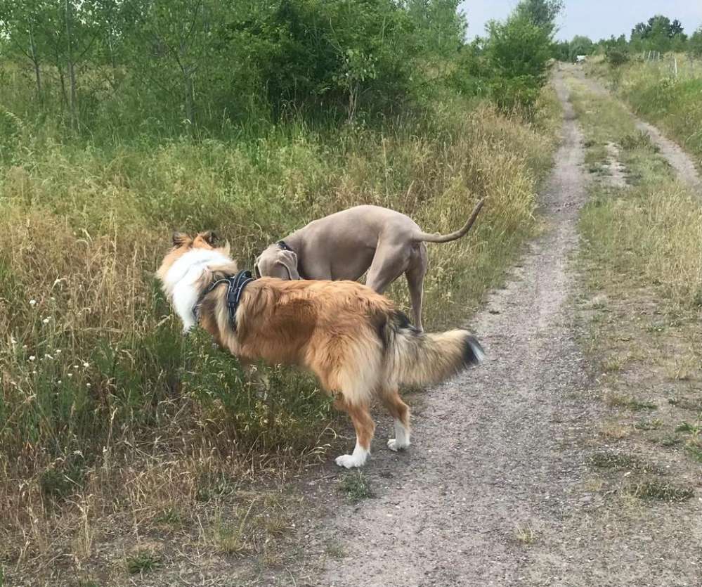 Hundetreffen-Hundetreff Großdeuben-Profilbild