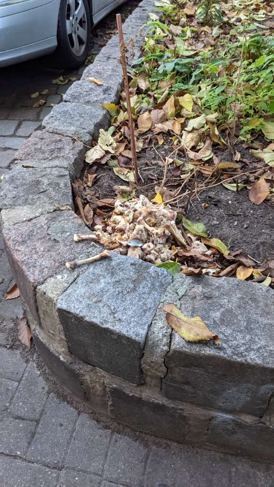 Giftköder-Knochen im Blumenbeet-Profilbild