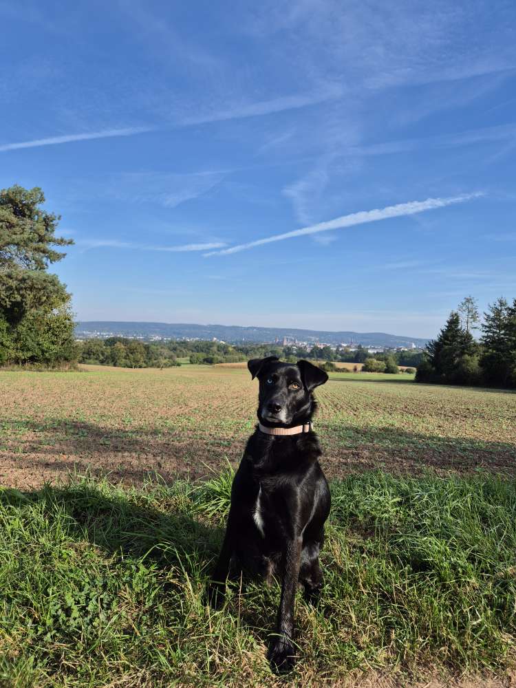 Hundetreffen-Training und Hundefreunde-Profilbild