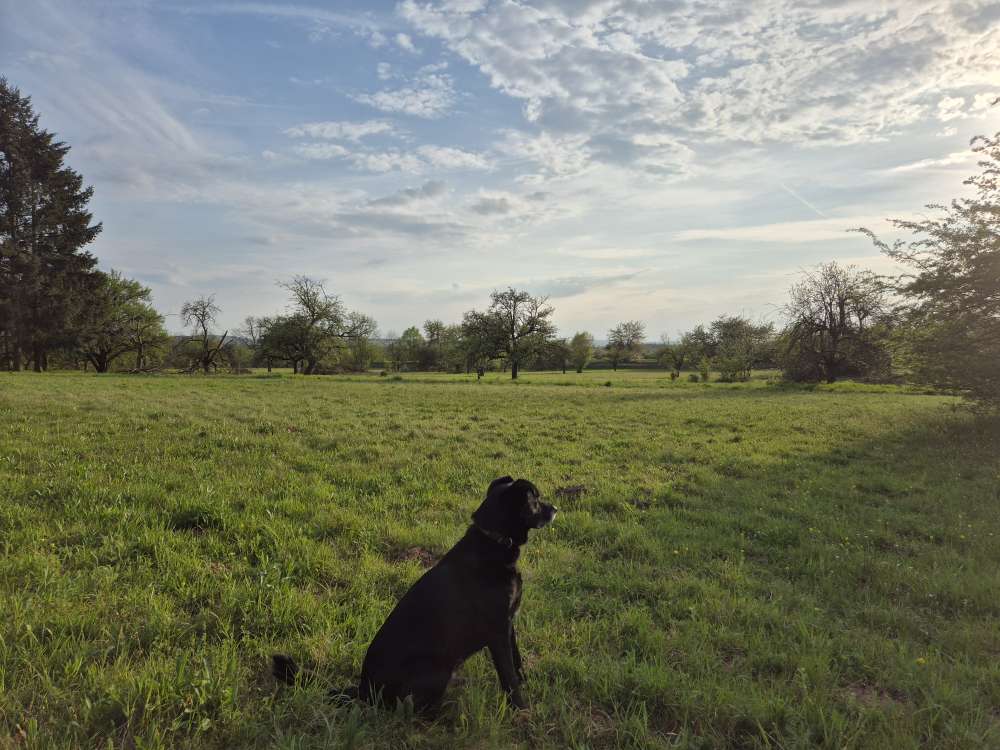 Hundetreffen-Hundetreffen 🌸-Profilbild