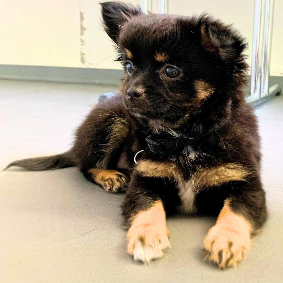 Hundetreffen-Treffen zur gemeinsamen Gassirunde-Profilbild