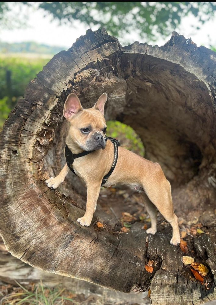Hundetreffen-Gassirunde / social walk in Huchting-Profilbild