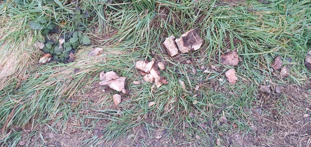 Giftköder-Fleisch am Rand!-Profilbild