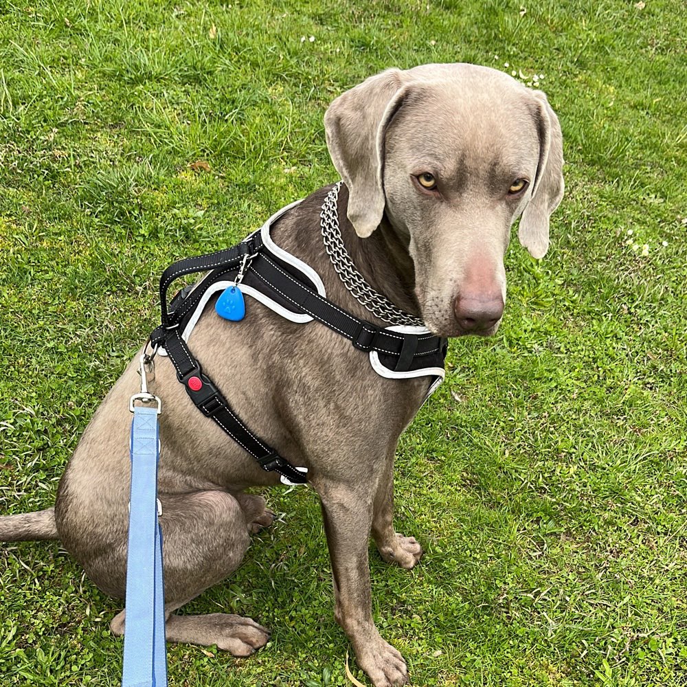 Hundetreffen-spiele runde oder gassi gehen-Profilbild