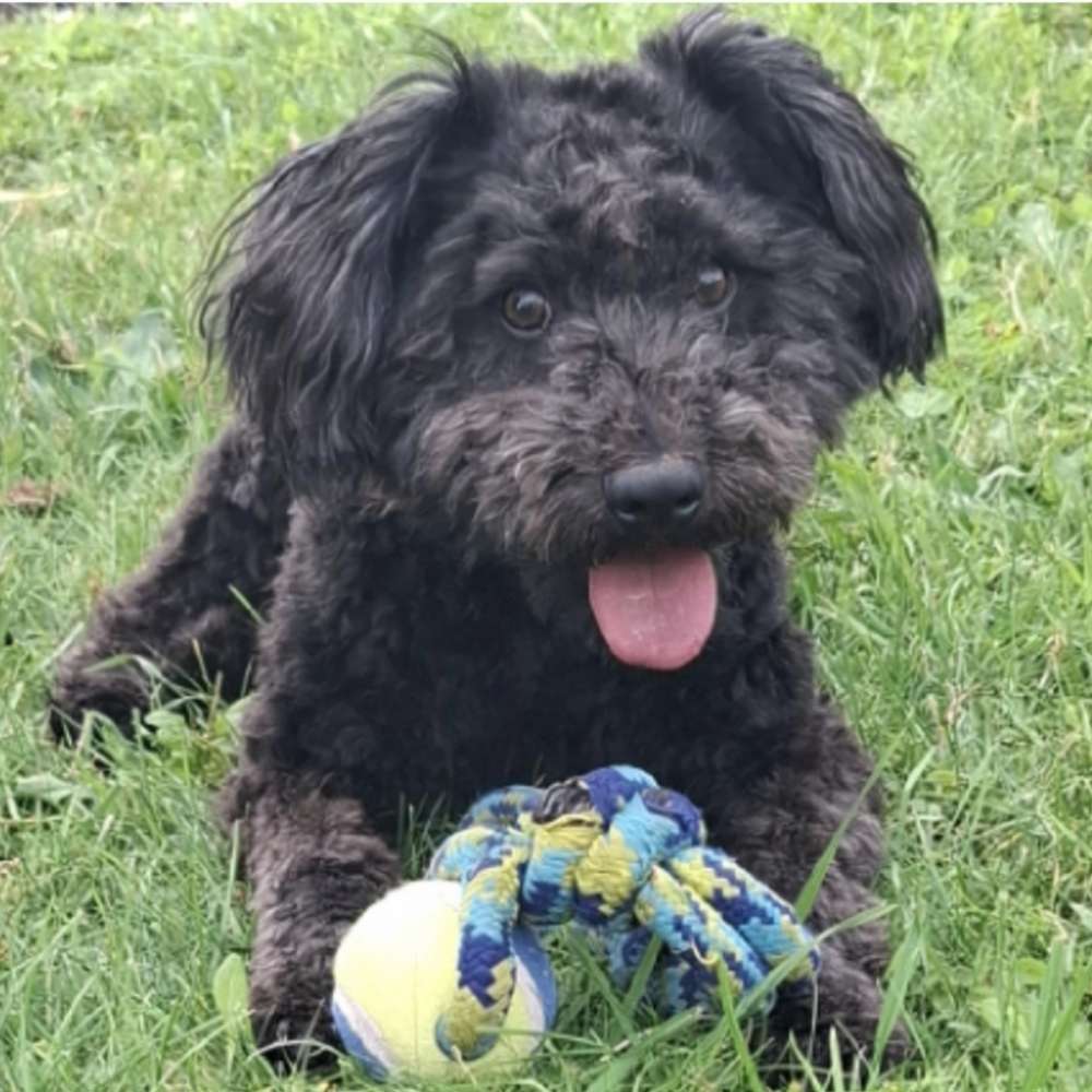 Hundetreffen-Hundespaziergang-Profilbild