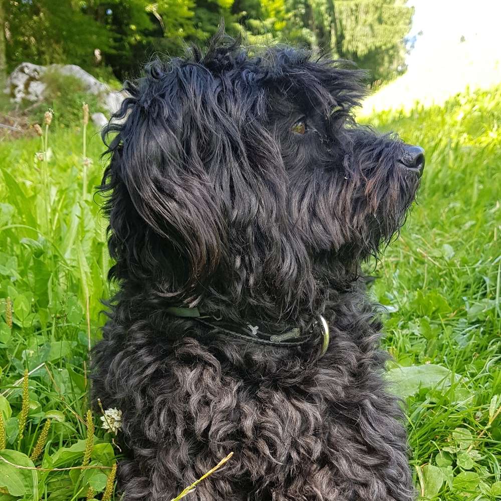 Hundetreffen-Hundespaziergang-Profilbild