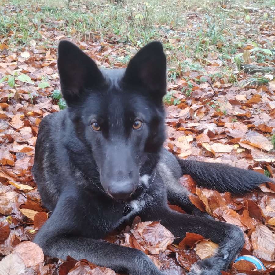 Hundetreffen-Spaziergänge-Profilbild