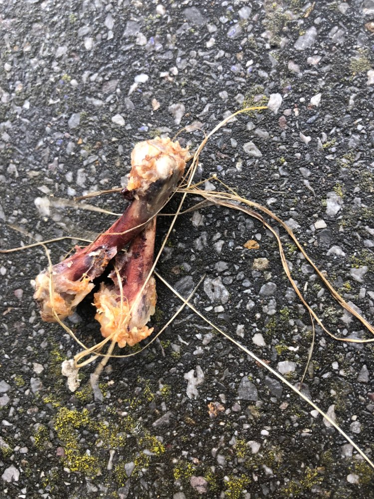 Giftköder-Hühnerknochen gefunden-Profilbild