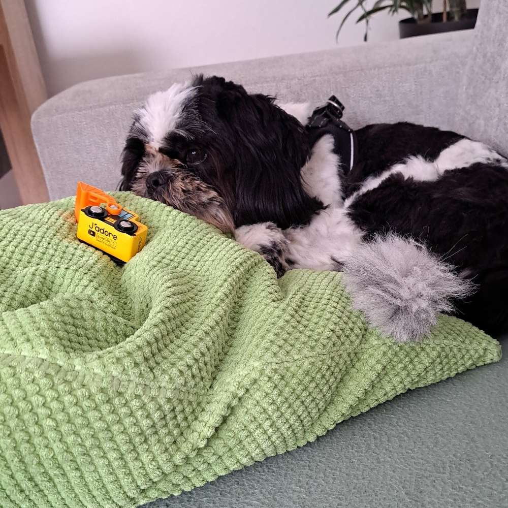 Hundetreffen-Spielpartner gesucht :)-Profilbild